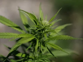 cannabis