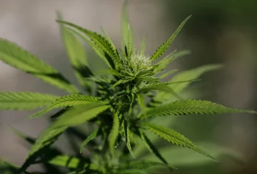 cannabis