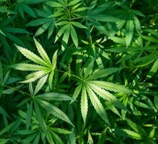 cannabis use