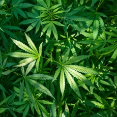 cannabis use